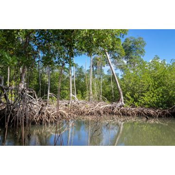 Lais Puzzle - Mangrovenwald im Nationalpark Los Haitises Dominikanische Republik, Fluss durch Mangrovenwald mit vielen Mangrovenbäumen an einem sonnigen Tag - 2.000 Teile