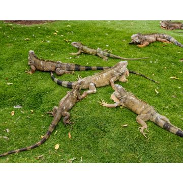 Lais Puzzle - Leguane im Seminario Park, bekannt als Iguanas Park, Guayaquil, Provinz Guayas, Ecuador - 40, 100, 200, 500, 1.000 & 2.000 Teile