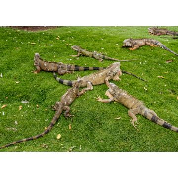 Lais Puzzle - Leguane im Seminario Park, bekannt als Iguanas Park, Guayaquil, Provinz Guayas, Ecuador - 1.000 Teile