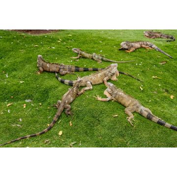Lais Puzzle - Leguane im Seminario Park, bekannt als Iguanas Park, Guayaquil, Provinz Guayas, Ecuador - 2.000 Teile