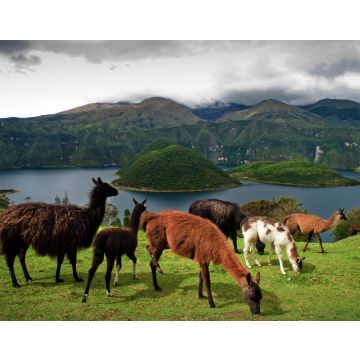 Lais Puzzle - Alpakas auf der Weide in den Farmen rund um die vulkanische Lagune Cuicocha, Cotacachi, Ecuador - 40, 100, 200, 500, 1.000 & 2.000 Teile