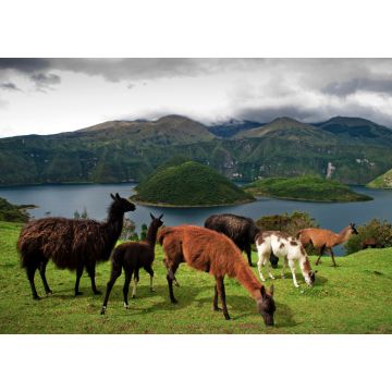Lais Puzzle - Alpakas auf der Weide in den Farmen rund um die vulkanische Lagune Cuicocha, Cotacachi, Ecuador - 1.000 Teile