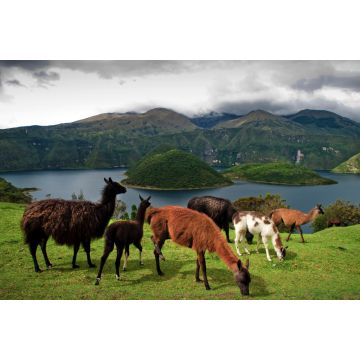 Lais Puzzle - Alpakas auf der Weide in den Farmen rund um die vulkanische Lagune Cuicocha, Cotacachi, Ecuador - 2.000 Teile