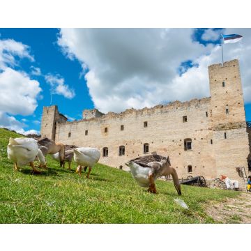 Lais Puzzle - Gänse in einer mittelalterlichen Festung. Rakvere, Estland - 40, 100, 200, 500, 1.000 & 2.000 Teile