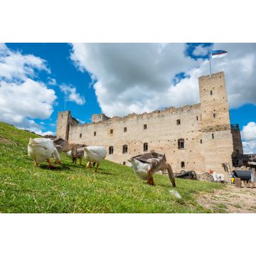 Lais Puzzle - Gänse in einer mittelalterlichen Festung. Rakvere, Estland - 2.000 Teile