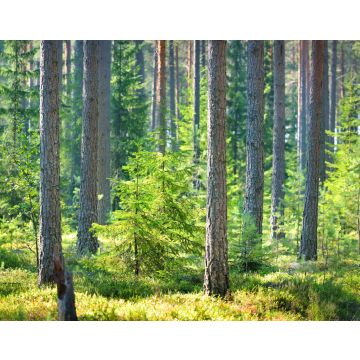 Lais Puzzle - Ein Kiefernwald in Finnland - 40, 100, 200, 500, 1.000 & 2.000 Teile