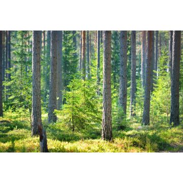 Lais Puzzle - Ein Kiefernwald in Finnland - 2.000 Teile