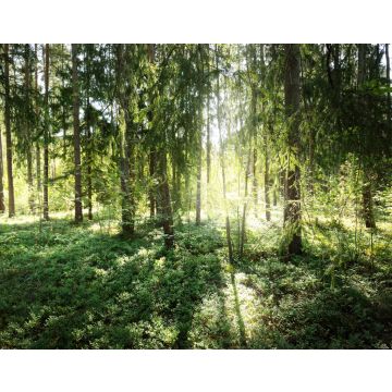 Lais Puzzle - Schöner immergrüner Nadelwald an einem klaren Herbsttag. Sonnenstrahlen fallen durch die Äste. Finnland - 40, 100, 200, 500, 1.000 & 2.000 Teile