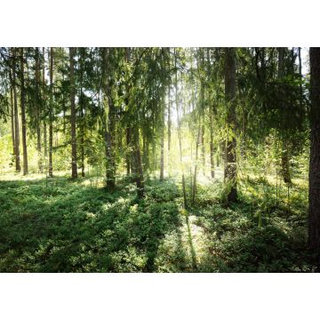 Lais Puzzle - Schöner immergrüner Nadelwald an einem klaren Herbsttag. Sonnenstrahlen fallen durch die Äste. Finnland - 1.000 Teile