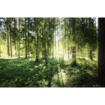 Lais Puzzle - Schöner immergrüner Nadelwald an einem klaren Herbsttag. Sonnenstrahlen fallen durch die Äste. Finnland - 2.000 Teile