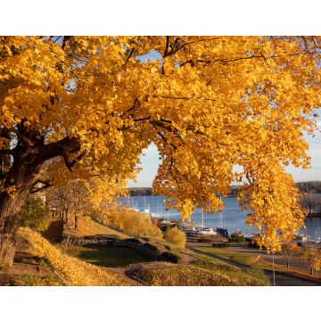 Lais Puzzle - Gelbes Ahornlaub im Herbst im Stadtpark von Lappeenranta, Finnland - 40, 100, 200, 500, 1.000 & 2.000 Teile