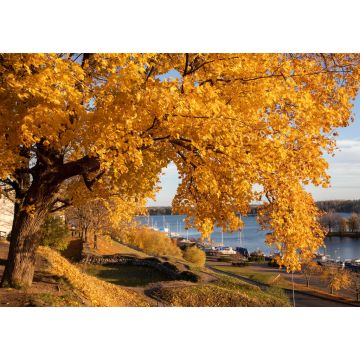 Lais Puzzle - Gelbes Ahornlaub im Herbst im Stadtpark von Lappeenranta, Finnland - 1.000 Teile