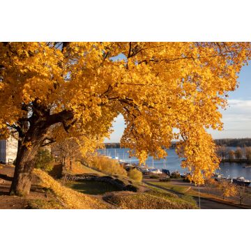Lais Puzzle - Gelbes Ahornlaub im Herbst im Stadtpark von Lappeenranta, Finnland - 2.000 Teile