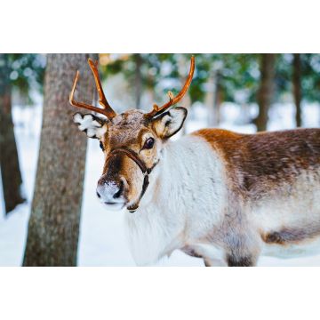 Lais Puzzle - Rentierschlitten in Finnland in Rovaniemi auf einem lappländischen Bauernhof - 2.000 Teile