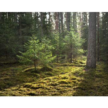 Lais Puzzle - Eine alte moosbewachsene Fichte in Nahaufnahme. Sonnenstrahlen durch die Baumstämme in einem Nadelwald. Schatten auf dem Boden. Früher Frühling. Finnland - 40, 100, 200, 500, 1.000 & 2.000 Teile