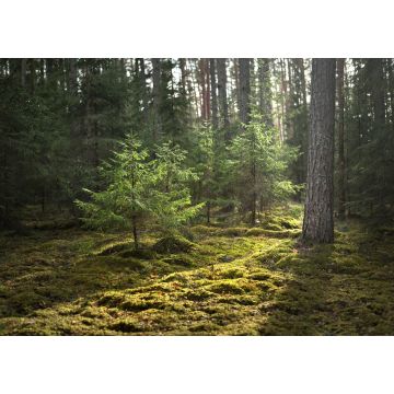 Lais Puzzle - Eine alte moosbewachsene Fichte in Nahaufnahme. Sonnenstrahlen durch die Baumstämme in einem Nadelwald. Schatten auf dem Boden. Früher Frühling. Finnland - 1.000 Teile
