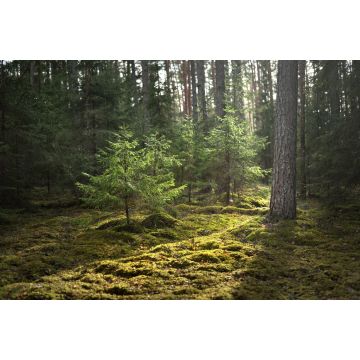 Lais Puzzle - Eine alte moosbewachsene Fichte in Nahaufnahme. Sonnenstrahlen durch die Baumstämme in einem Nadelwald. Schatten auf dem Boden. Früher Frühling. Finnland - 2.000 Teile