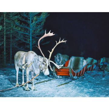 Lais Puzzle - Rentiere in Finnland im lappländischen Winter bei Nacht - 40, 100, 200, 500, 1.000 & 2.000 Teile