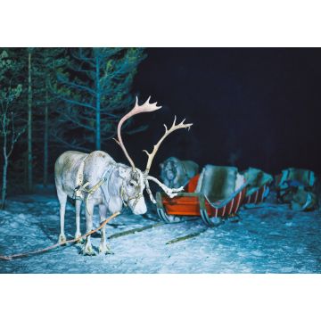 Lais Puzzle - Rentiere in Finnland im lappländischen Winter bei Nacht - 1.000 Teile