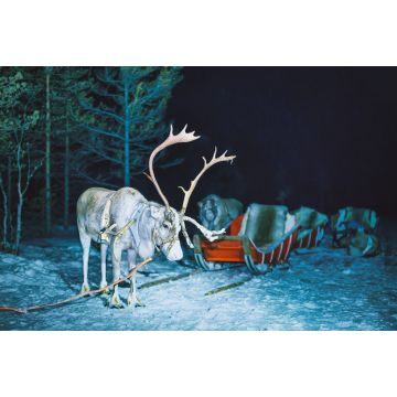 Lais Puzzle - Rentiere in Finnland im lappländischen Winter bei Nacht - 2.000 Teile
