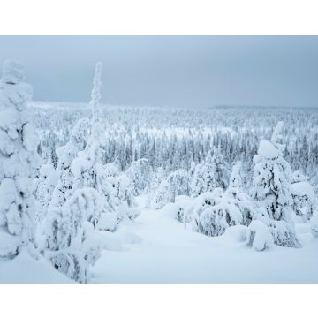 Lais Puzzle - Schneebedeckte Fichten im Riisitunturi-Nationalpark, Finnland - 40, 100, 200, 500, 1.000 & 2.000 Teile