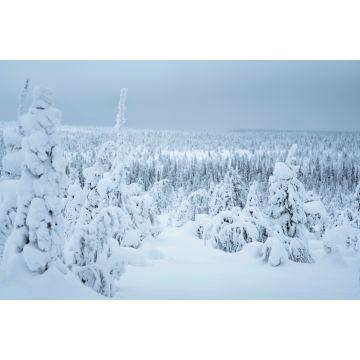 Lais Puzzle - Schneebedeckte Fichten im Riisitunturi-Nationalpark, Finnland - 2.000 Teile