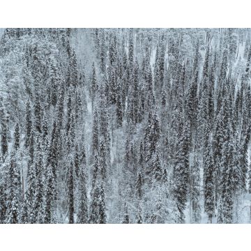 Lais Puzzle - Schneebedeckter Kiefernwald im Oulanka-Nationalpark, Finnland - 40, 100, 200, 500, 1.000 & 2.000 Teile