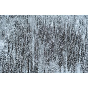 Lais Puzzle - Schneebedeckter Kiefernwald im Oulanka-Nationalpark, Finnland - 2.000 Teile
