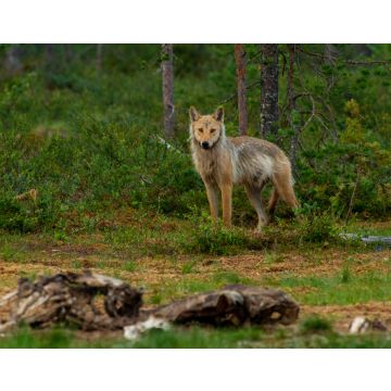 Lais Puzzle - Wölfe - unberührte Natur in Finnland - 40, 100, 200, 500, 1.000 & 2.000 Teile