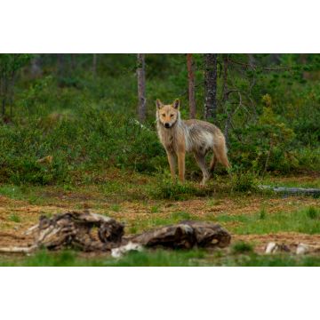 Lais Puzzle - Wölfe - unberührte Natur in Finnland - 2.000 Teile