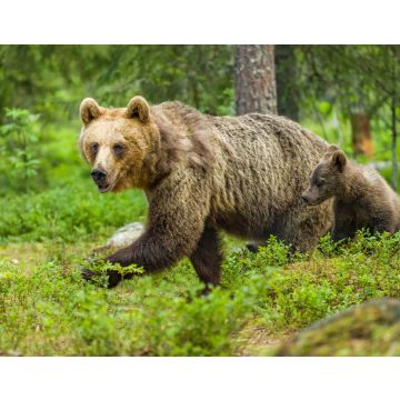 Lais Puzzle - Braunbär in Finnland - 40, 100, 200, 500, 1.000 & 2.000 Teile