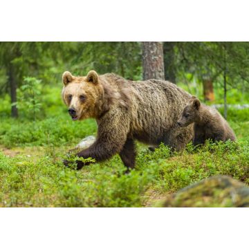 Lais Puzzle - Braunbär in Finnland - 2.000 Teile