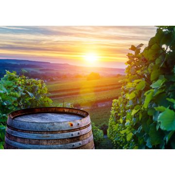 Lais Puzzle - Champagner-Weinberge mit alten Holzfass auf Reihe Rebe grüne Traube in Champagner-Weinberge Hintergrund in der Montagne de Reims - 1.000 Teile
