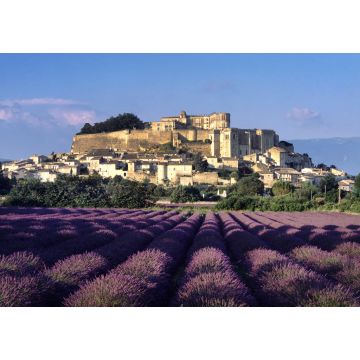 Lais Puzzle - Drome, Provence, Lavendelfeld von Grignan - 1.000 Teile