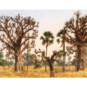 Lais Puzzle - Westafrikanische Landschaft, Gambia - 40, 100, 200, 500, 1.000 & 2.000 Teile