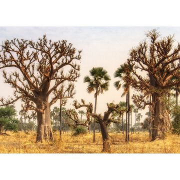 Lais Puzzle - Westafrikanische Landschaft, Gambia - 1.000 Teile