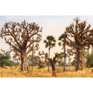 Lais Puzzle - Westafrikanische Landschaft, Gambia - 2.000 Teile