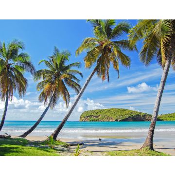 Lais Puzzle - Palmen an einem schönen, abgelegenen Strand auf der Insel Grenada, Karibik, Kleine Antillen - 40, 100, 200, 500, 1.000 & 2.000 Teile