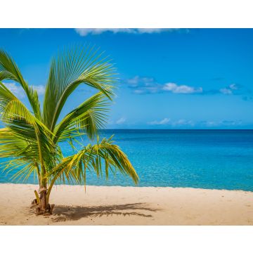 Lais Puzzle - Palme am Grand Anse Strand, Insel Grenada, Karibik - 40, 100, 200, 500, 1.000 & 2.000 Teile
