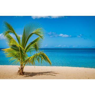 Lais Puzzle - Palme am Grand Anse Strand, Insel Grenada, Karibik - 2.000 Teile