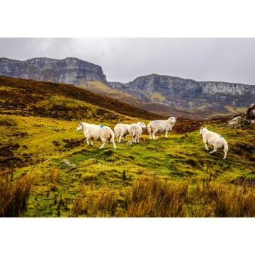 Lais Puzzle - Schafe auf der Isle of Skye, Schottland, Großbritannien, Europa - 1.000 Teile