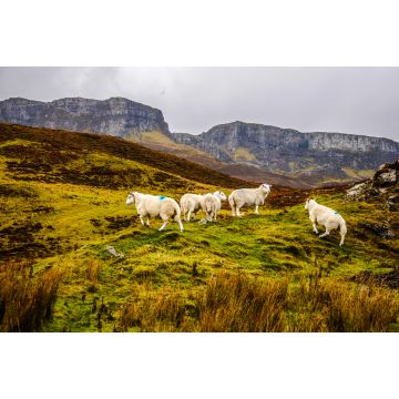 Lais Puzzle - Schafe auf der Isle of Skye, Schottland, Großbritannien, Europa - 2.000 Teile