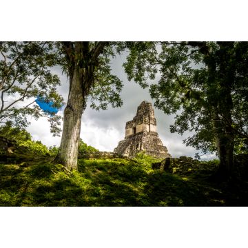 Lais Puzzle - Spitze des Maya-Tempels I (Gran Jaguar) im Tikal-Nationalpark - Guatemala - 2.000 Teile