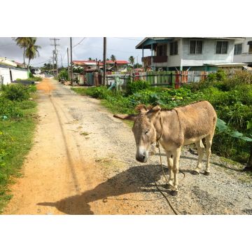 Lais Puzzle - Esel auf der Straße in Guyana - 1.000 Teile