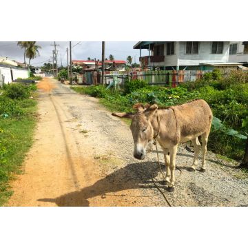 Lais Puzzle - Esel auf der Straße in Guyana - 2.000 Teile