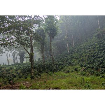 Lais Puzzle - Kaffeeplantage in der Nähe des Yojoa-Sees, Honduras - 1.000 Teile