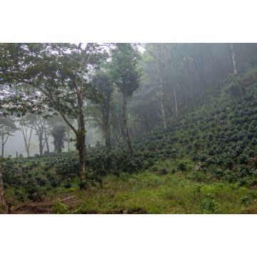 Lais Puzzle - Kaffeeplantage in der Nähe des Yojoa-Sees, Honduras - 2.000 Teile