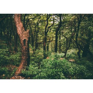Lais Puzzle - majestätischer grüner Wald im indischen Himalaya, Dharamsala, Baksu - 1.000 Teile