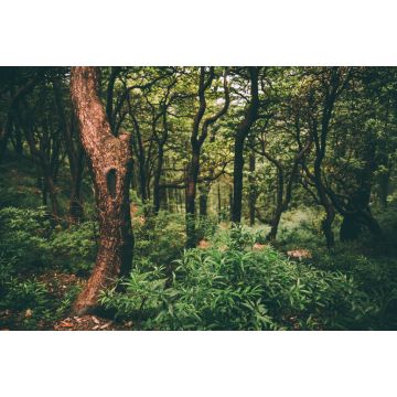 Lais Puzzle - majestätischer grüner Wald im indischen Himalaya, Dharamsala, Baksu - 2.000 Teile