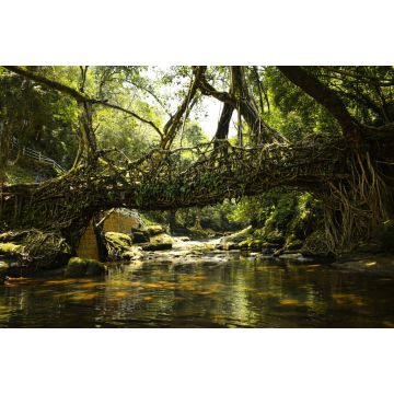Lais Puzzle - Lebende Wurzelbrücke im Wald von Mawlynnong, Meghalaya, Indien - 2.000 Teile
